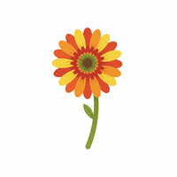 Gerbera