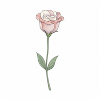Eustoma / Lisianthus