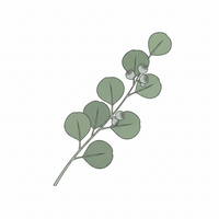 Eukalyptus