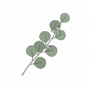 Eukalyptus
